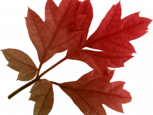 Fall Leaf PNG Photo