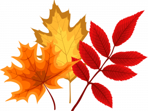 Fall Leaf PNG Picture