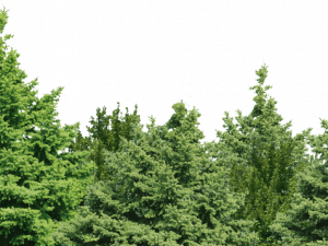 Forestry PNG HD Image