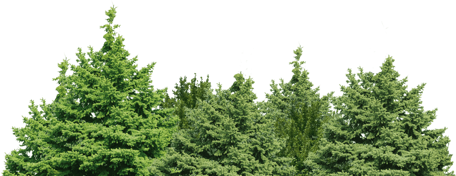 Forestry PNG HD Image