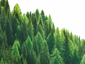 Forestry PNG Images HD