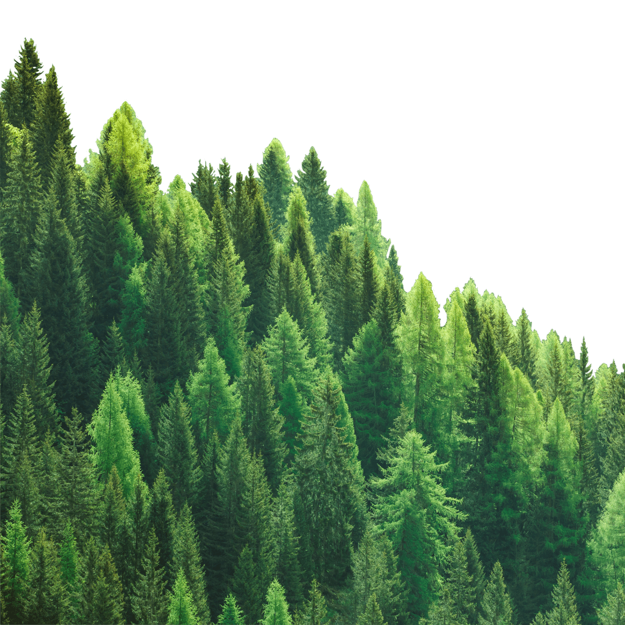 Forestry PNG Images HD