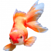 Goldfish PNG Cutout