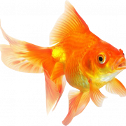 Goldfish PNG Images