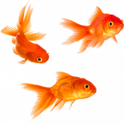 Goldfish PNG Photos
