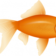 Goldfish Transparent