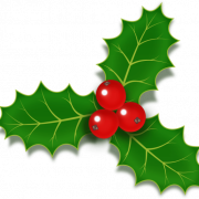 Holly PNG File