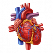 Human Heart PNG HD Image