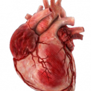 Human Heart PNG Image File