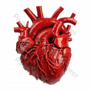 Human Heart PNG Images
