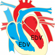 Human Heart PNG Images HD