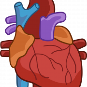 Human Heart PNG Photo