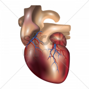 Human Heart PNG Picture