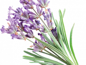 Lavender Background PNG