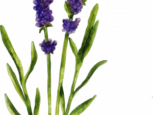 Lavender PNG Clipart