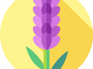 Lavender PNG HD Image