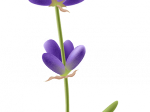 Lavender PNG Image