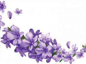 Lavender PNG Image File