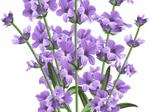 Lavender PNG Images