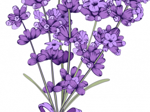 Lavender PNG Images HD