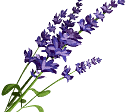 Lavender PNG Photo