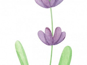 Lavender PNG Photos