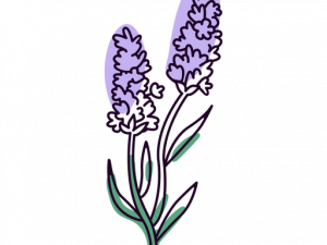 Lavender PNG Picture