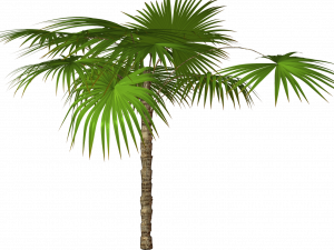 Palm Leaf Background PNG