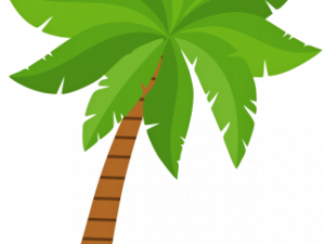 Palm Leaf No Background