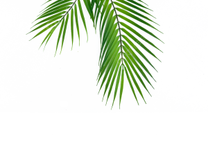 Palm Leaf PNG Clipart