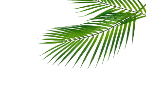 Palm Leaf PNG Image