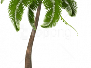 Palm Leaf PNG Image HD