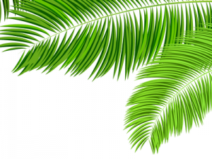 Palm Leaf PNG Images HD