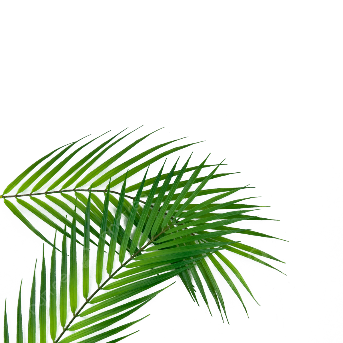 Palm Leaf PNG Transparent Images - PNG All