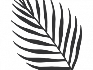 Palm Leaf PNG Pic