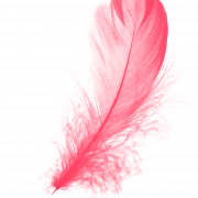 Pink PNG Photo