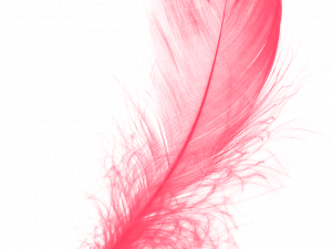 Pink PNG Photo