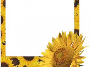 sunflower frame, floral border, nature decoration, vibrant yellow design, Polaroid Frame PNG