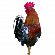 Rooster PNG Clipart