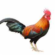 Rooster PNG HD Image