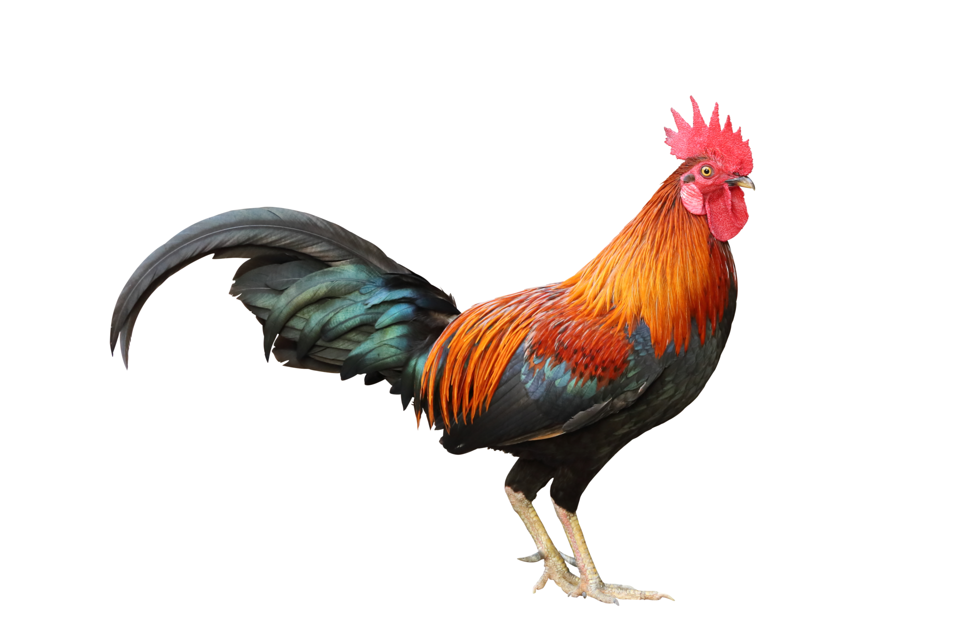 Rooster PNG HD Image
