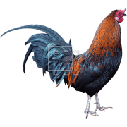 Rooster PNG Photo