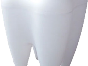 Tooth PNG Pic