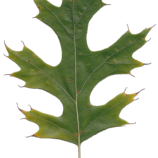 Acorn Leaf PNG Cutout