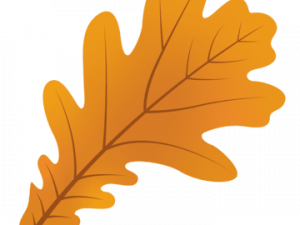 Acorn Leaf PNG File