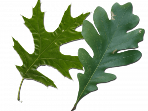 Acorn Leaf PNG HD Image