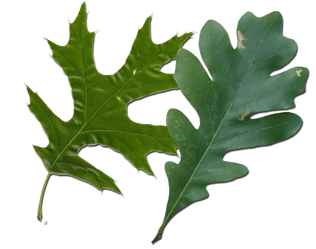 Acorn Leaf PNG HD Image