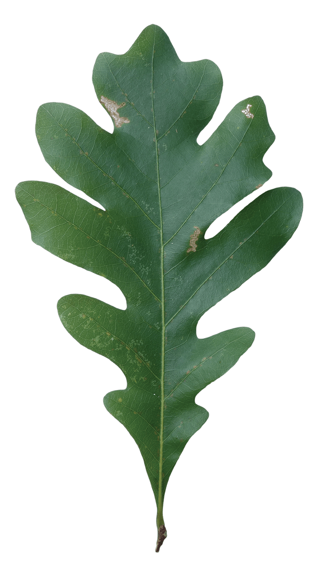 Acorn Leaf PNG Transparent Images - PNG All
