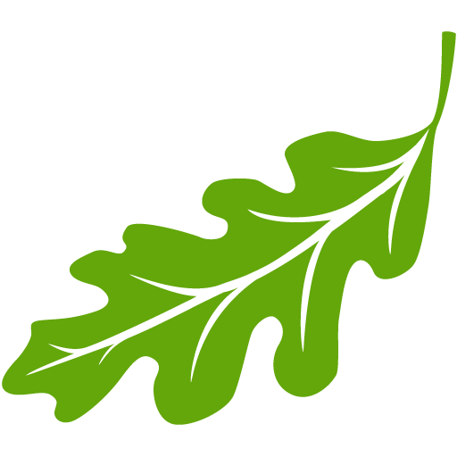 Acorn Leaf PNG