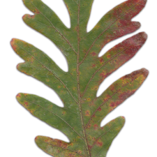 Acorn Leaf Transparent